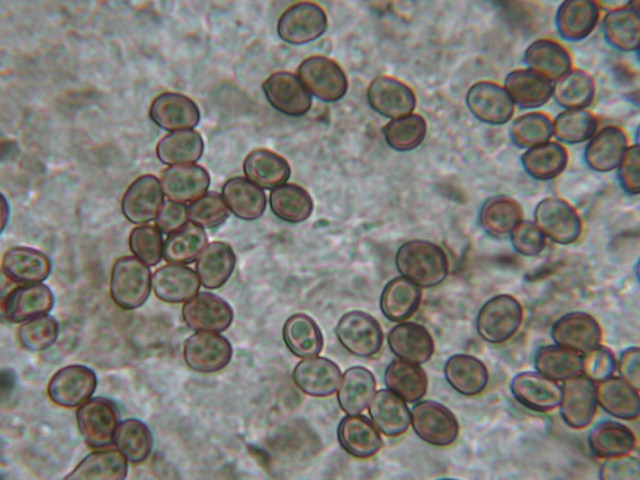 Per tutti gli interessati alla  sfida al micro n.2